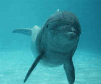 Dolphin